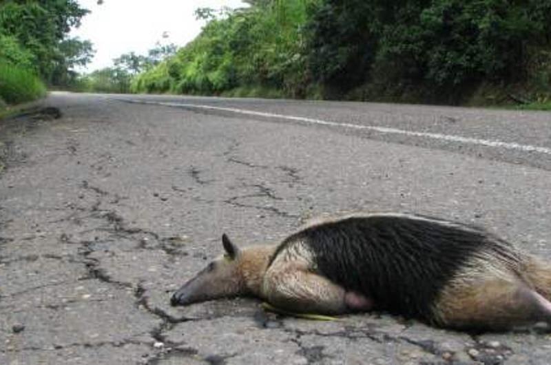 Disminuyó atropellamiento de fauna en el Meta