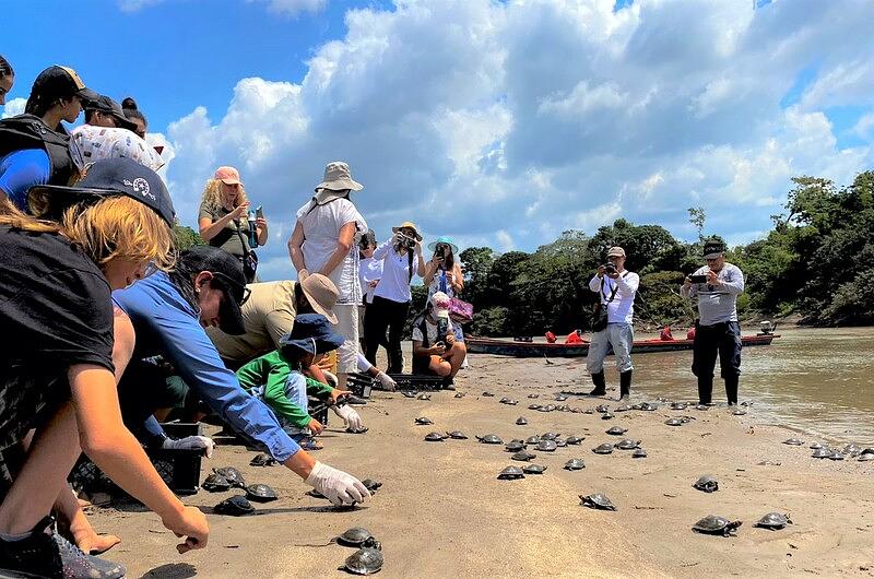 450 tortugas terecay fueron liberadas en La Macarena