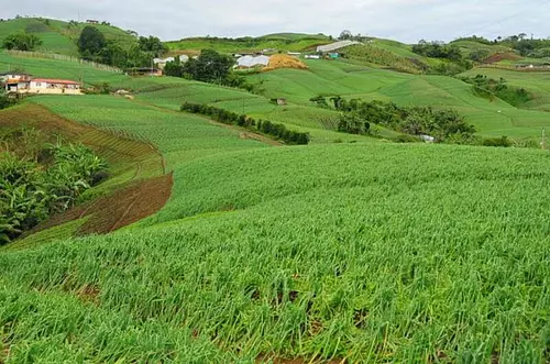 ¿Se debe invertir en inmuebles rurales en Colombia?