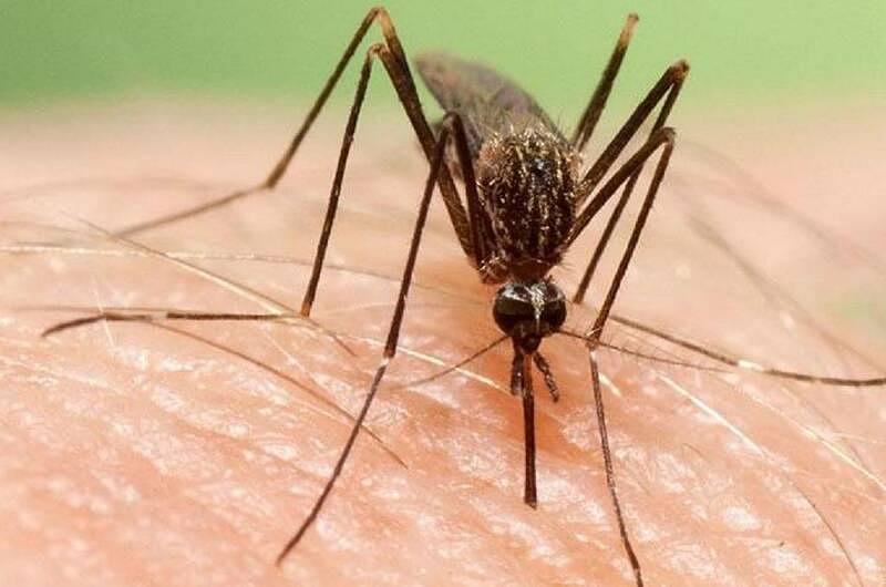 ¿Qué es el mosquito vector y qué enfermedades transmite?