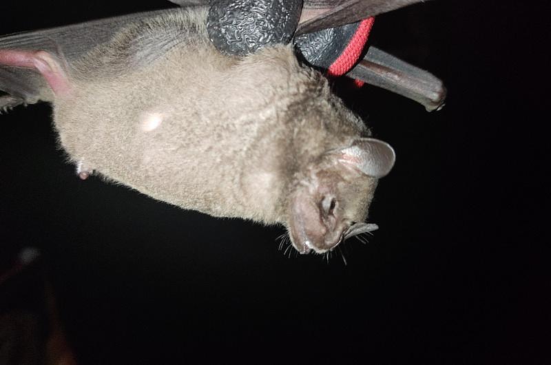 ¿Murciélagos que habitan Villavicencio tienen rabia?