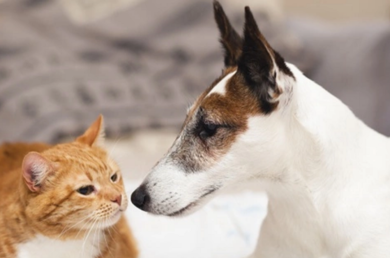 ‘Caninata’ y jornada de atención a perros y gatos