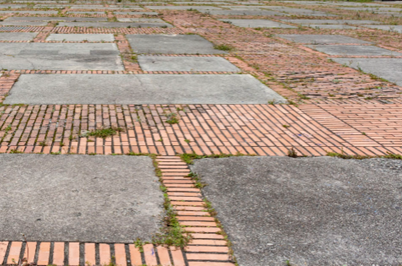 Plantas crecerían en paredes por hongos mineralizadores