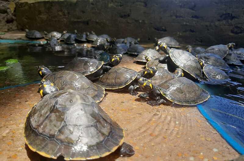 Tortugas criadas en La Macarena en buen estado