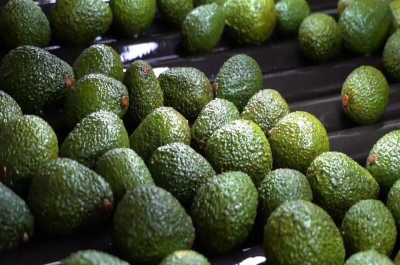 El ICA y Corpohass fortalecen exportaciones de aguacate Hass