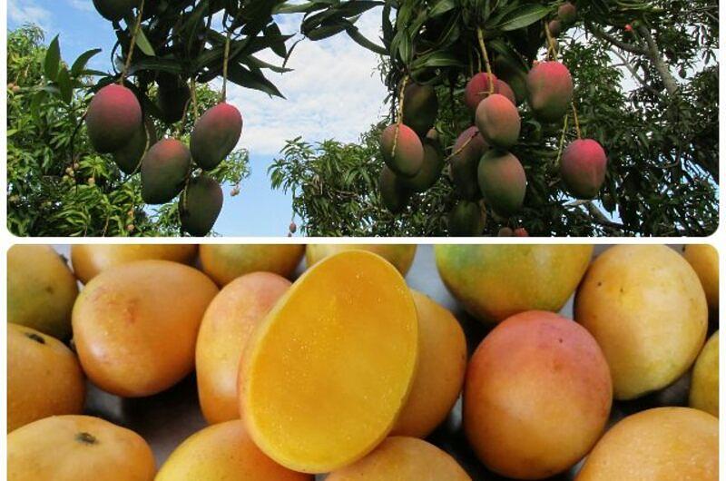 Colombia amplió número de predios de mango para exportar