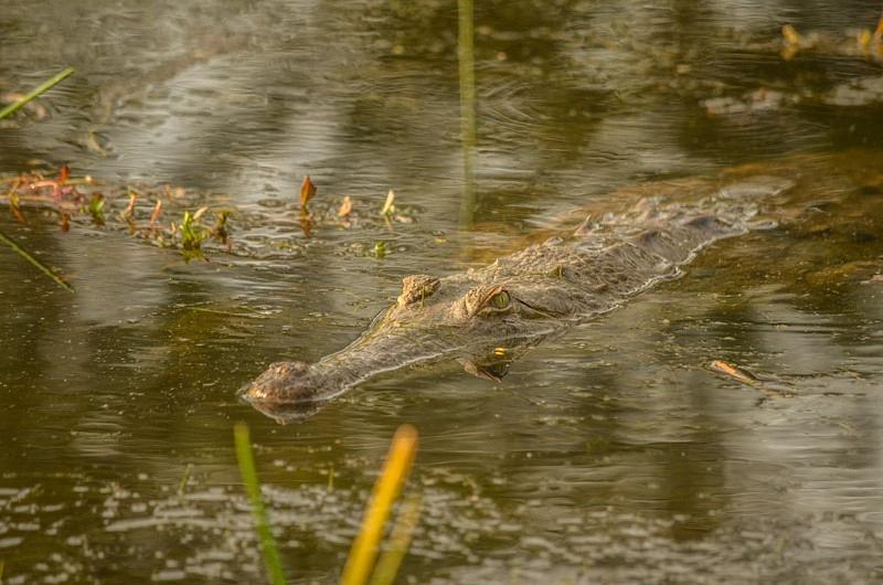 Caimanes llaneros se preparan para volver a la libertad