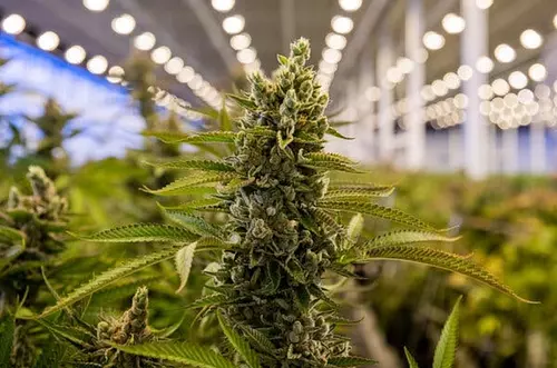 Colombia referente mundial de producción de cannabis