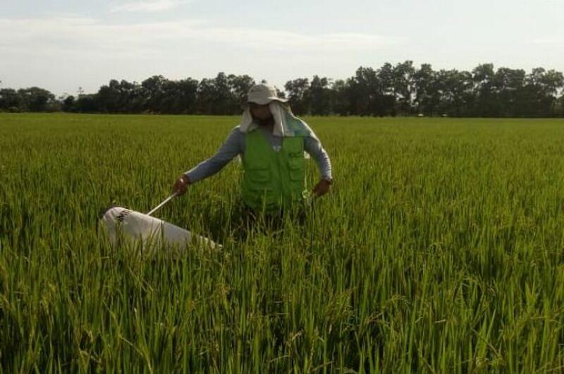 Inicia venta y siembra  de arroz, maíz y soya en Meta