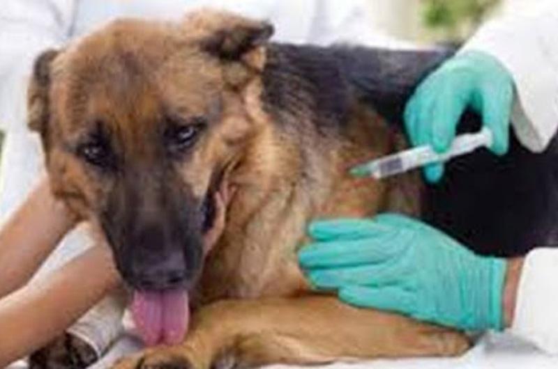 Habrá vacunación antirrábica para mascotas en Villavicencio 
