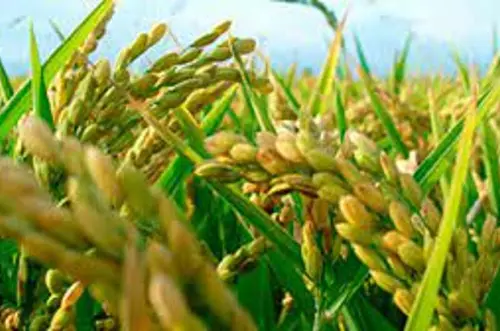 Así planean movilizar cosecha de arroz en Casanare