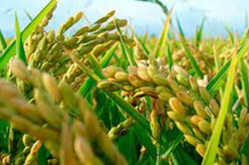 Así planean movilizar cosecha de arroz en Casanare
