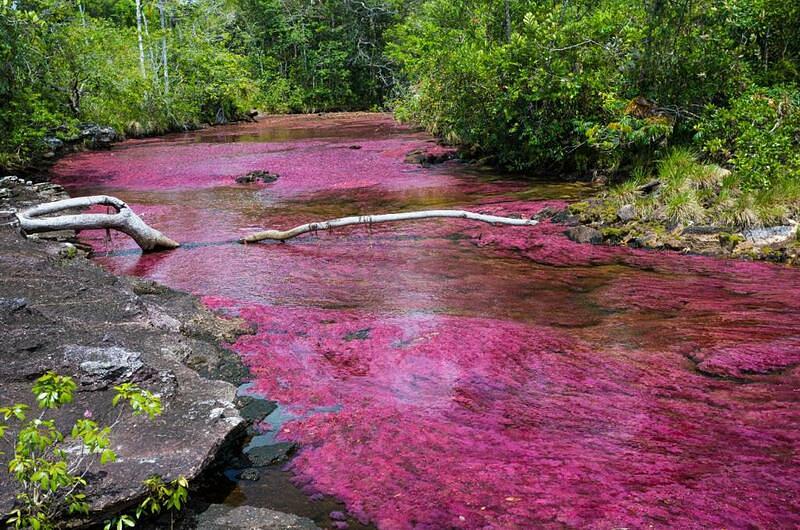 Caño Cristales abrió nuevamente sus puertas al público  