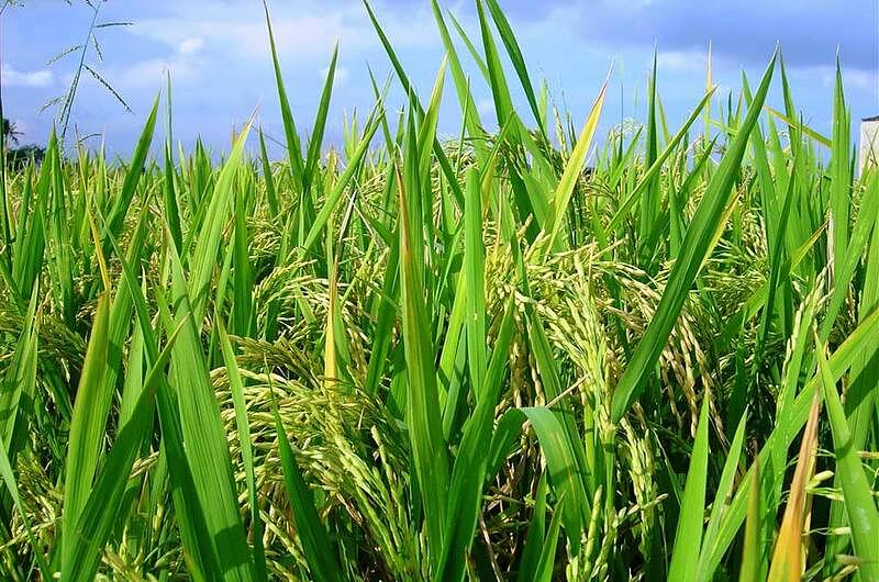 Minagricultura apoyará comercialización de arroz