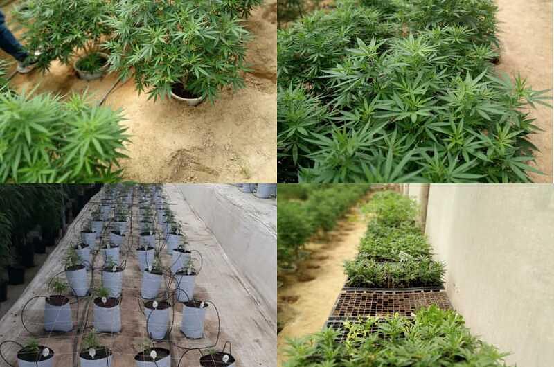 Meta fortalece cadena productiva de Cannabis