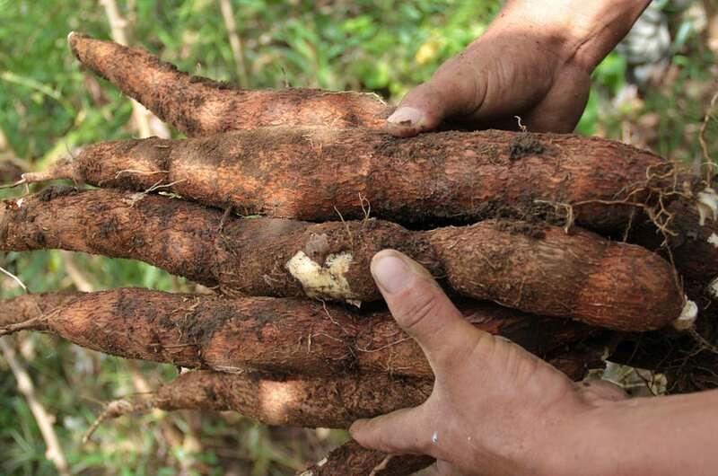 Por bloqueos, agro del Meta pierde 10 mil  toneladas diarias