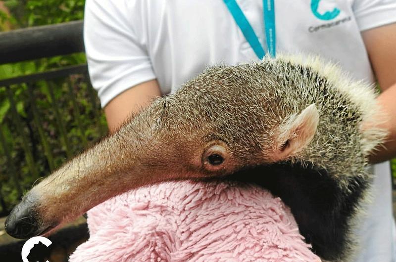 Animales rescatados en Meta, trasladados a zoológico de Cali