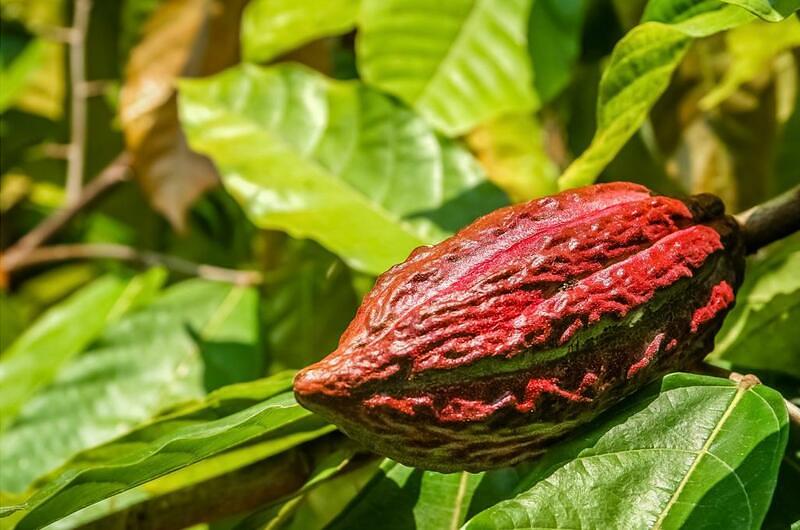 Familias cacaoteras se certifican ante el ICA