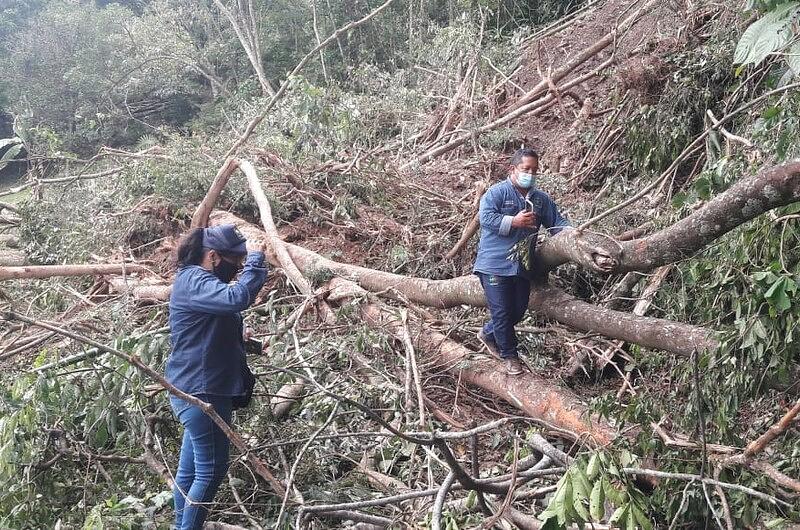 Temporada invernal  deja  47 árboles caídos en Villavicencio