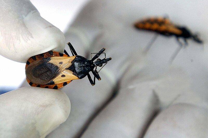 Restrepo y  Cumaral lideran incidencia de Chagas en Meta 