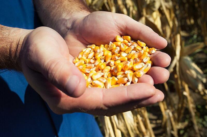 Nuevas semillas para el campo colombiano