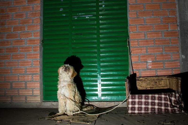 Departamentos con mas denuncias por maltrato animal