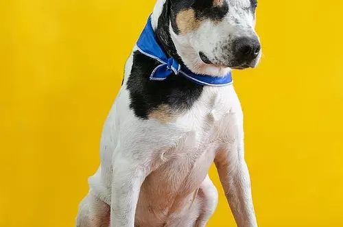 Cárcel a hombre que dejó ciego a un perro