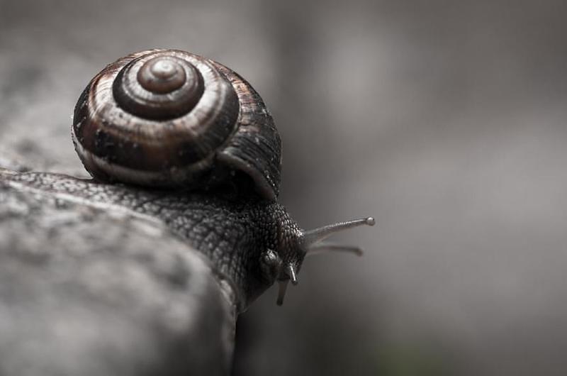 Conozca los peligros del caracol gigante africano