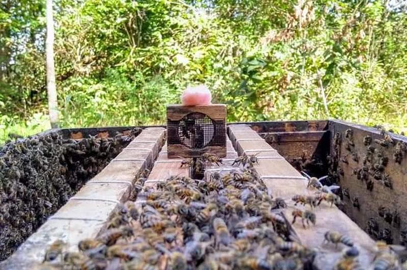¿Emprendimiento verde para preservar polinizadores?