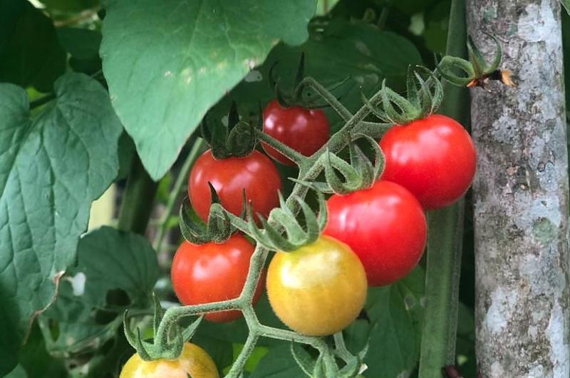 ¿Los tomates cherry son el nuevo emprendimiento de cultivo en el Meta?