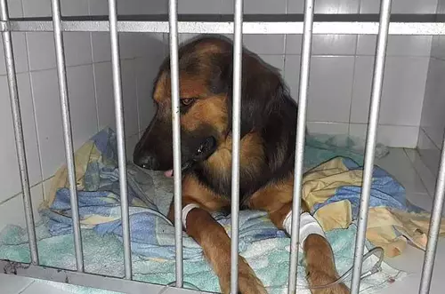 Judicializado joven por maltrato animal 