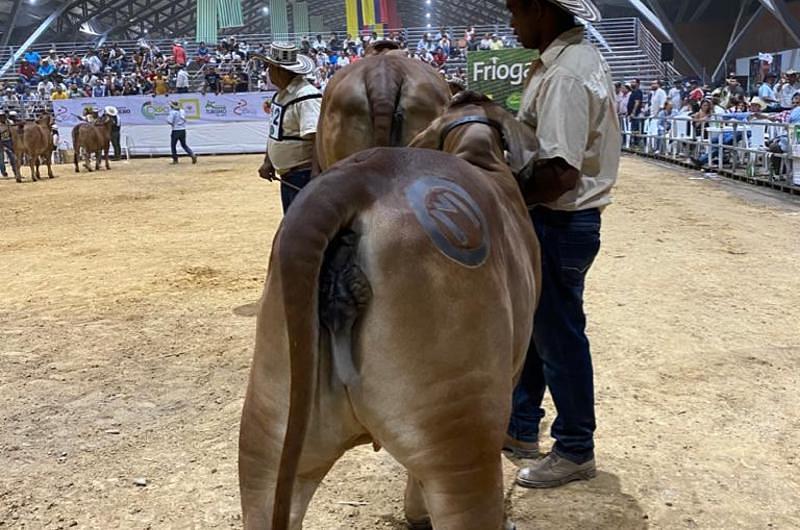 “Expomalocas fue un éxito gracias a la actitud de los llaneros”: J. Zuluaga