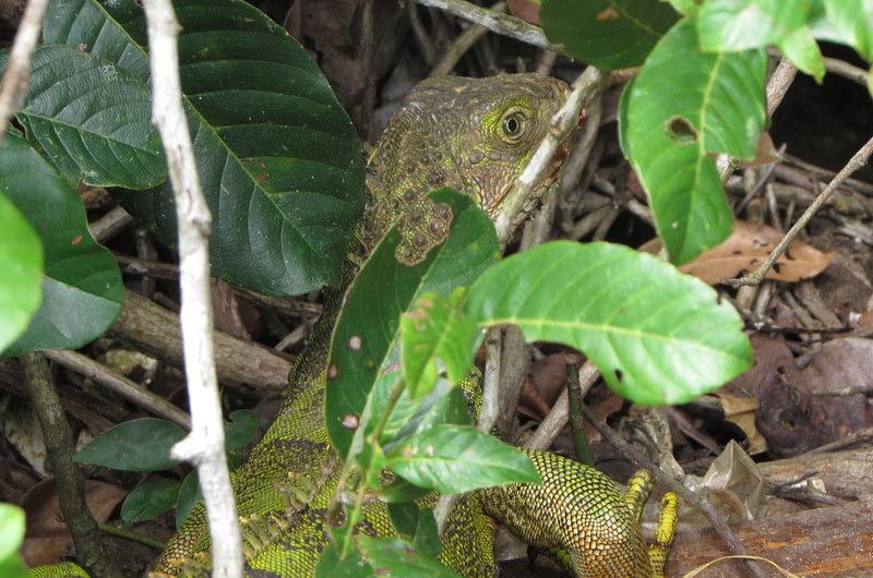 39 especies retornaron nuevamente a su hábitat en el Meta 