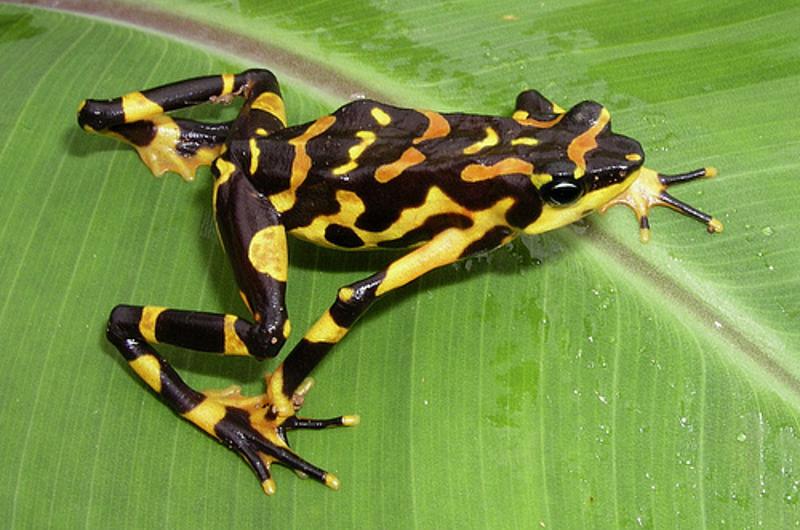 Incautadas 216 ranas venenosas en el Aeropuerto Internacional El Dorado