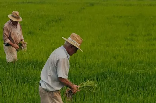 Arroceros del país piden apoyo al Gobierno Nacional 