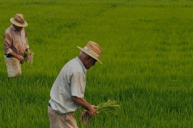 Arroceros del país piden apoyo al Gobierno Nacional 