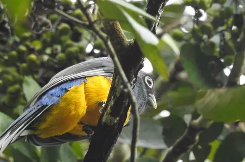 Cormacarena se sumó a la iniciativa ‘October Big Day’ para cuidar las aves