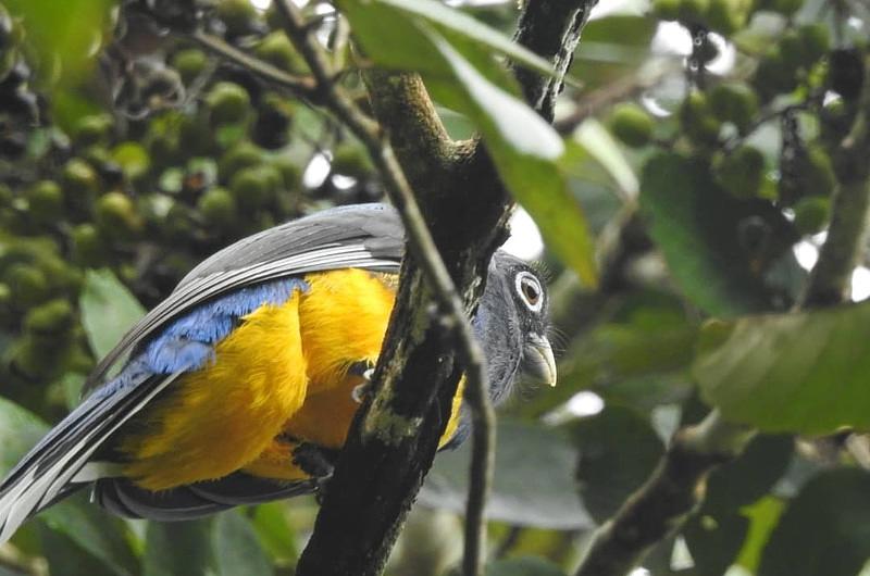 Cormacarena se sumó a la iniciativa ‘October Big Day’ para cuidar las aves