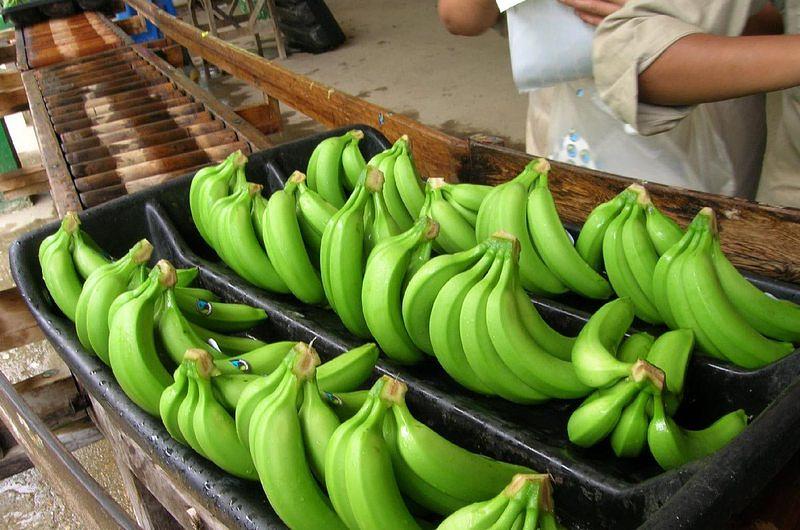 Certificación y registro de semilla de plátano en el Meta