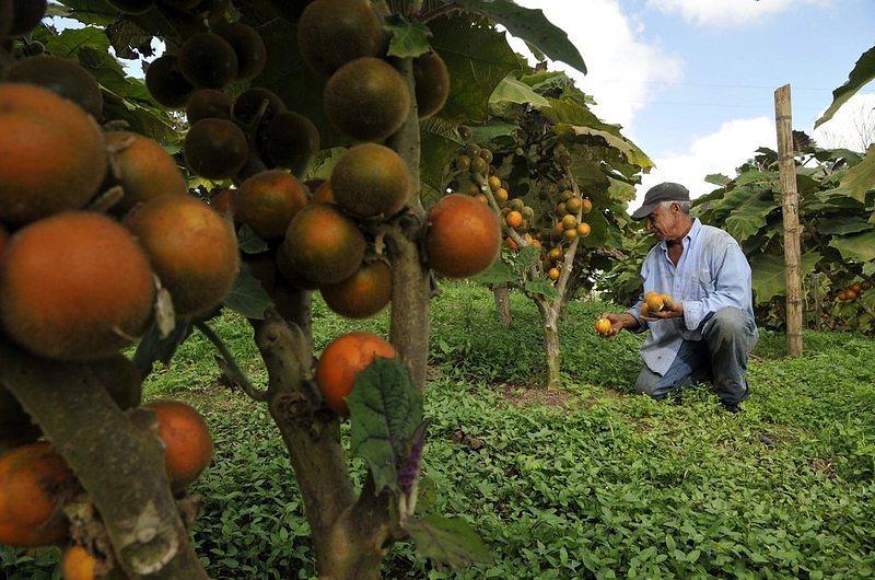 En noviembre estará lista la primera cosecha de lulo en Villavicencio 