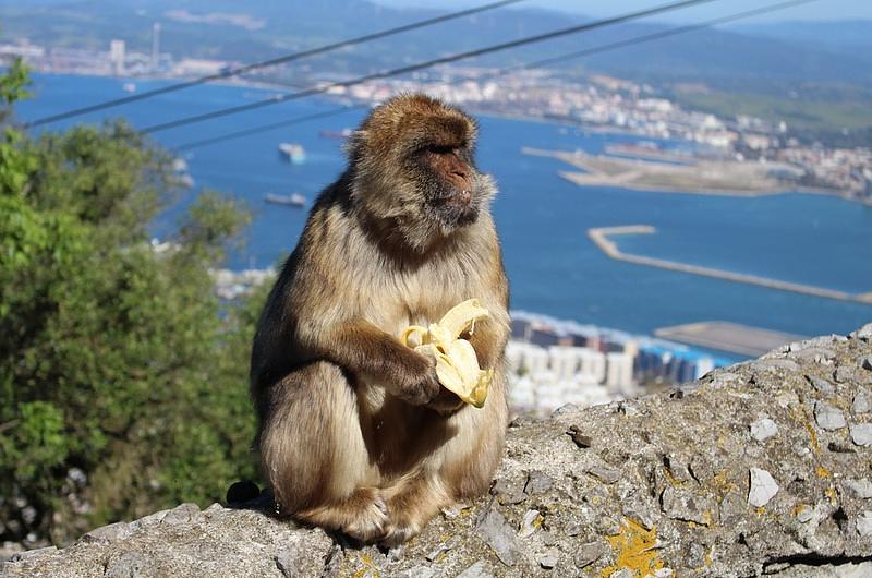 Las frutas actuales son tan dulces que afectan a los animales en cautiverio