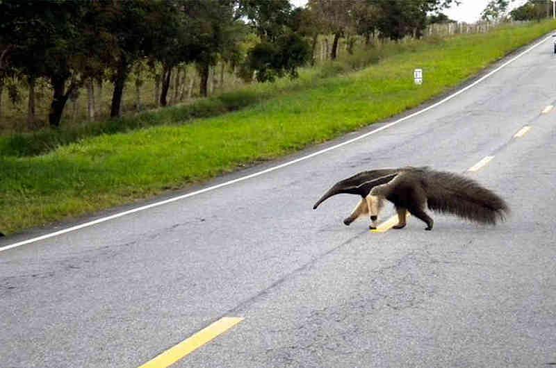 Oso hormiguero está muriendo en las vías del Meta