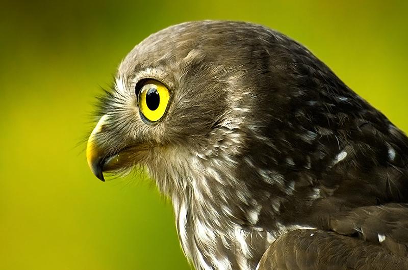 Un estudio revela que las aves ven los campos magnéticos de la Tierra