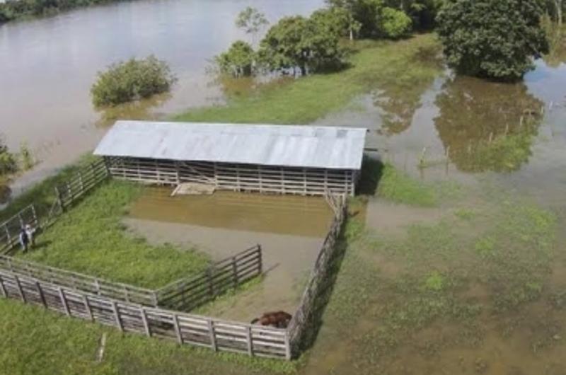 Ganadería de Guainía y Vichada afectada por inundaciones