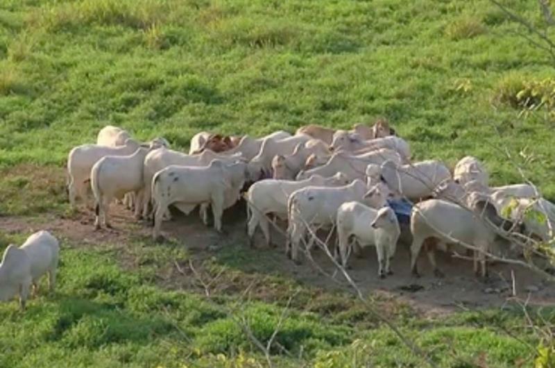 Carneo de ganado aumenta donde no hay redes de comunicación
