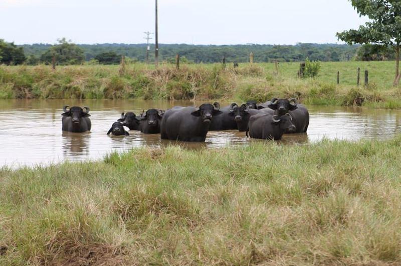 Aguas de producción tratadas de Ecopetrol aptas para actividades agrícolas