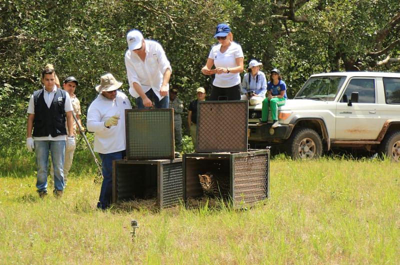 60 animales silvestres rehabilitados volvieron a la libertad