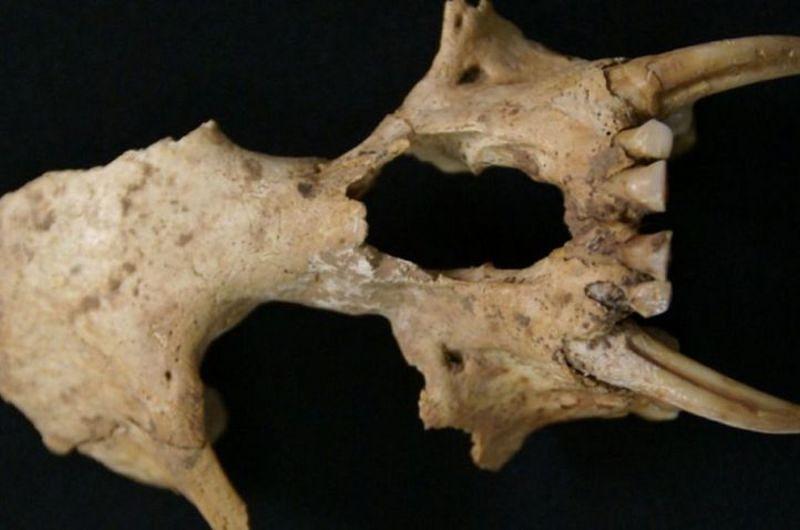 Restos de primate desconocido en tumba china de 2 mil años