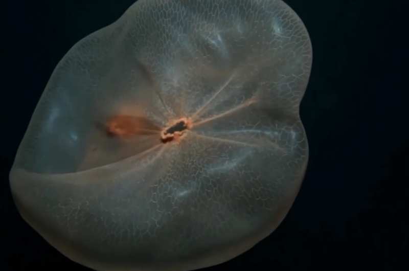 Descubren extraña especie de medusa 
