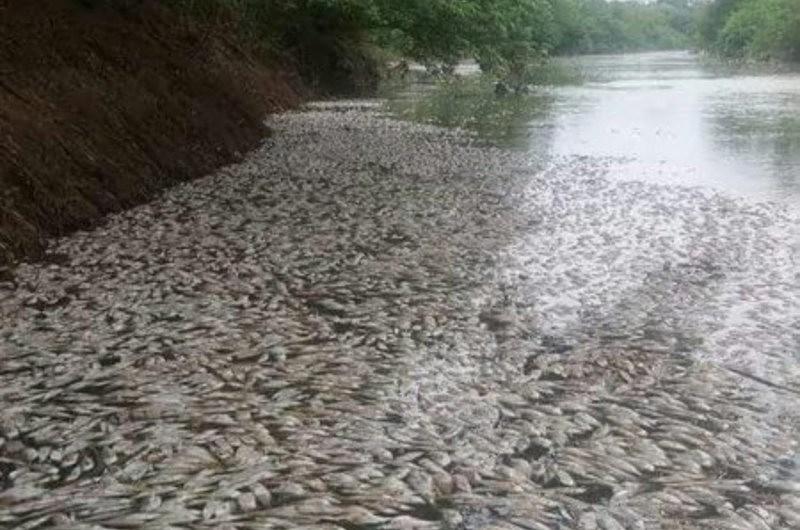Ecocidio en el río Nechí